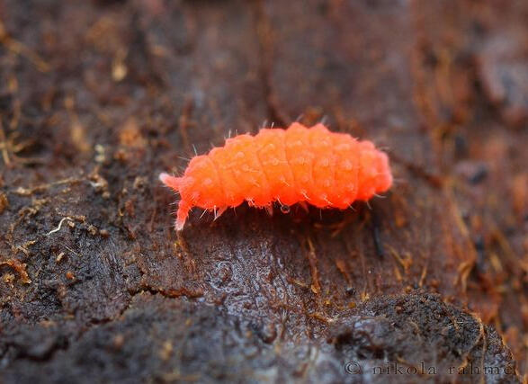 Orange Springtails | Terrarium Orange Springtails Singapore