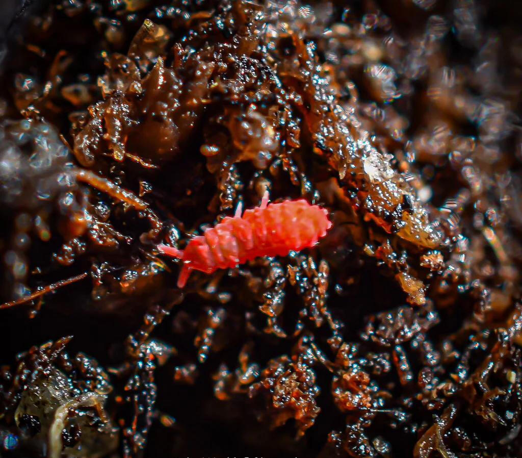 Red Springtail - Red Gummy